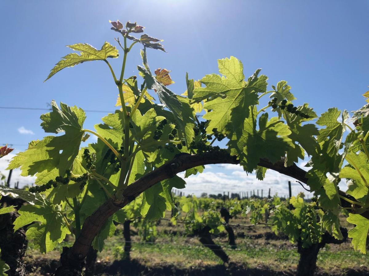 Clos De Bertinat Saint-Sulpice-de-Faleyrens Εξωτερικό φωτογραφία